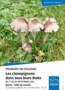 Les champignons dans tous leurs états